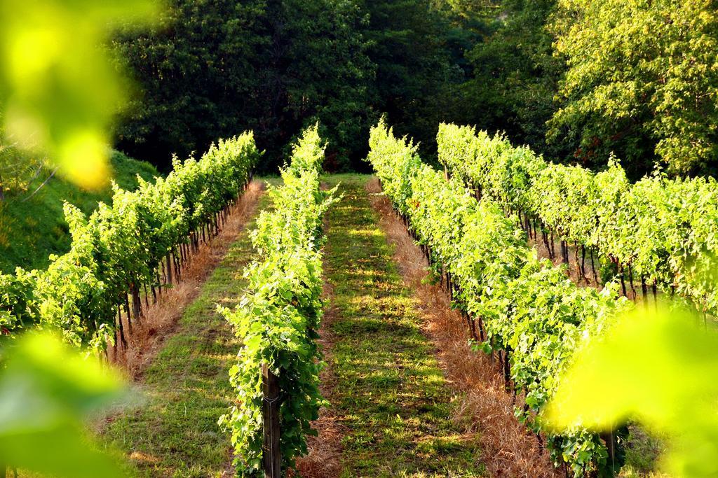 Agriturismo Il Belvedere Palazzago エクステリア 写真